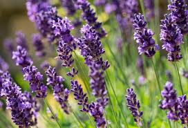 Lavanda / Lavender